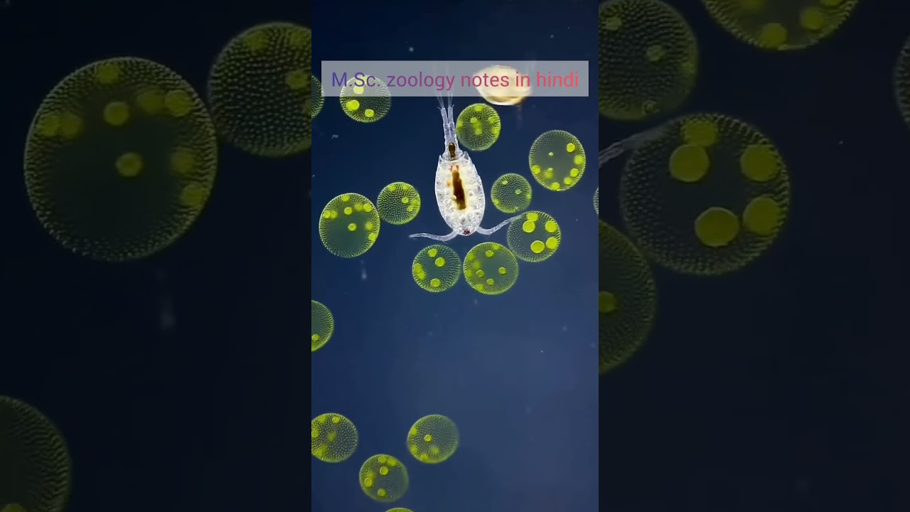 Micro crustaceans and volvox algae 