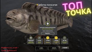 Русская рыбалка 4🎣 Норвежское море! Трофей Здоровой Зубатки!!🎣