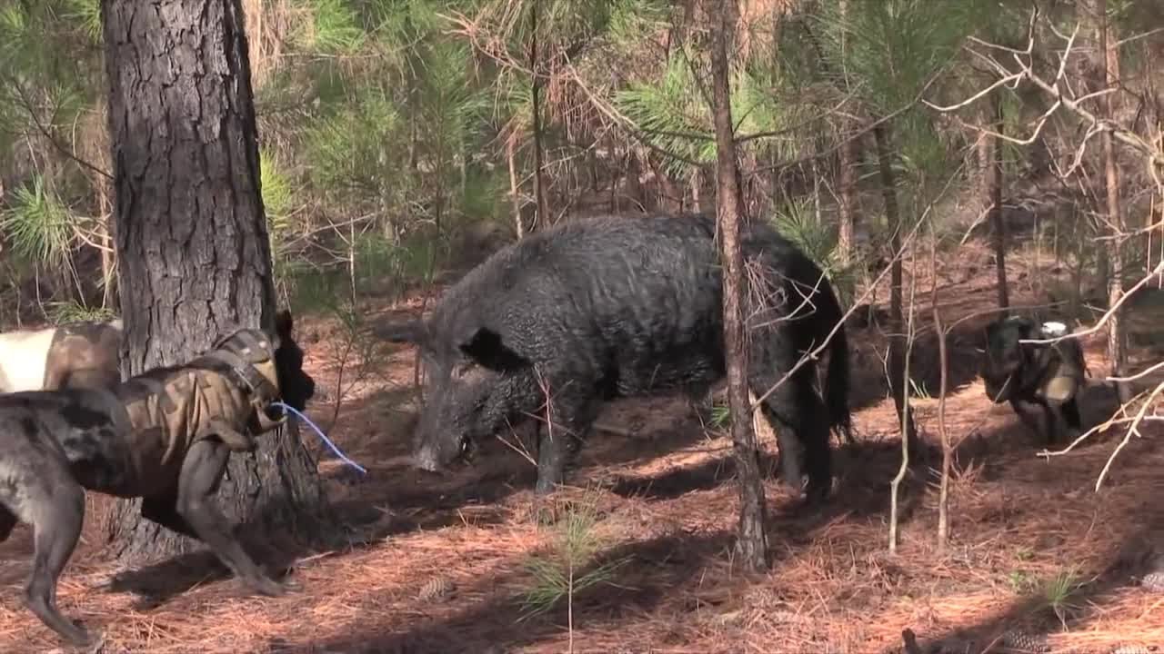 Hounds Hunting Wild Boars Adventures YouTube