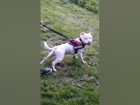 Angry Staffy - YouTube