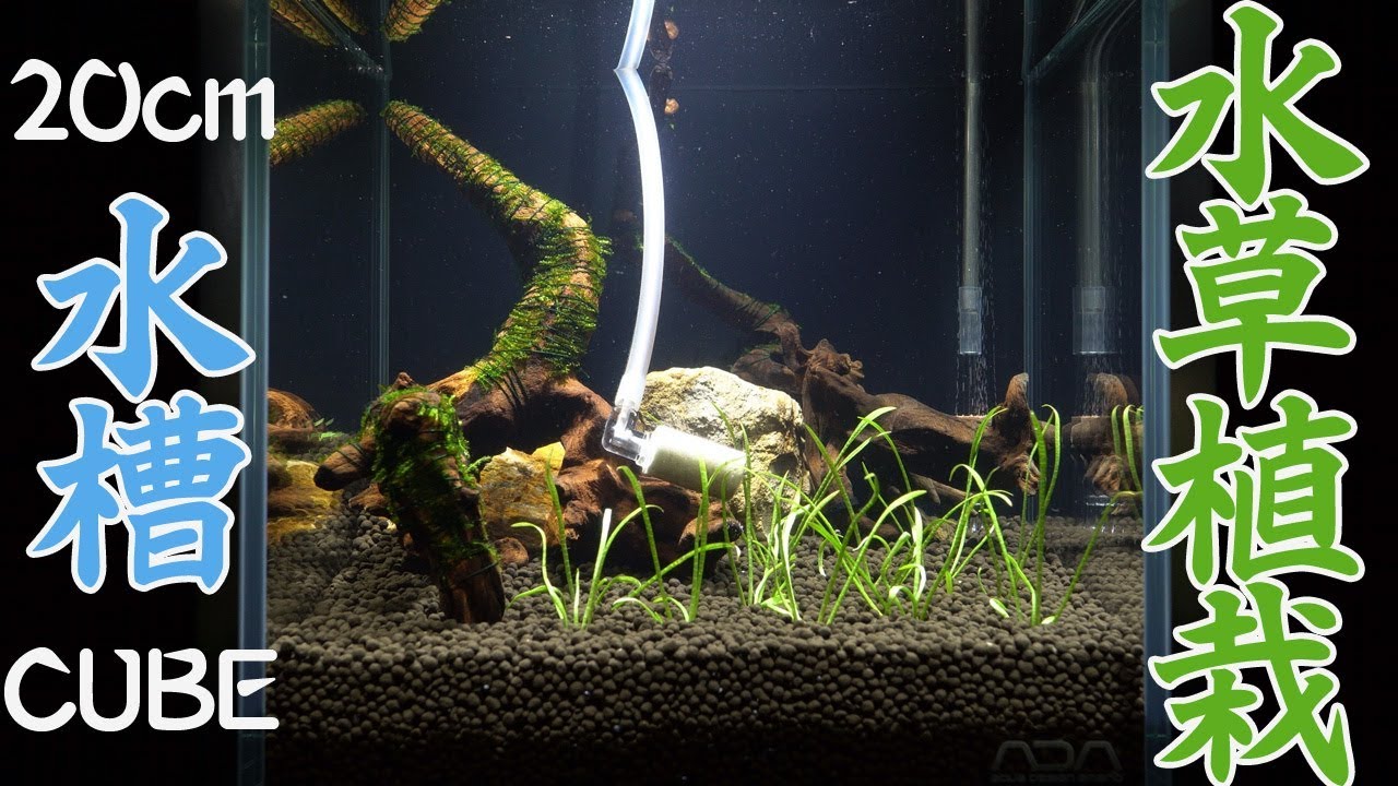 アクアリウム】7日目にして硝化サイクル完成！急きょ水草植栽です