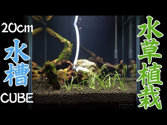 水草水槽 水草水槽を上手く立ち上げる方法 - THE 2HR AQUARIST JAPAN