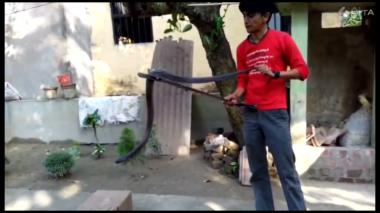 #🐍 rescue mission#SPECTACLED COBRA#Naja naja#NEUROTOXIC venom#GOKHRO SAP#
