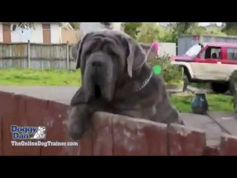 how-to-stop-a-puppy-from-biting---how-to-stop-my-puppy-from-biting