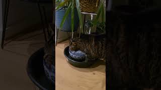 Drinking Normally For Once