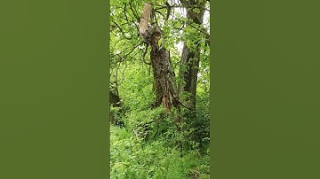 Gigantic widow maker | #tree #branch #widowmaker #woodland  #nature #outdoors #shorts