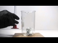 Aluminum Foil and HCl