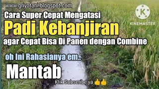 Cara Super Mengatasi Padi Kebanjiran