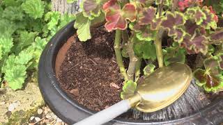 Controlling vine weevil