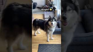 I’ve had a lot of arguments with huskies over the years and I’ve lost every single one. 🐺🙄😅