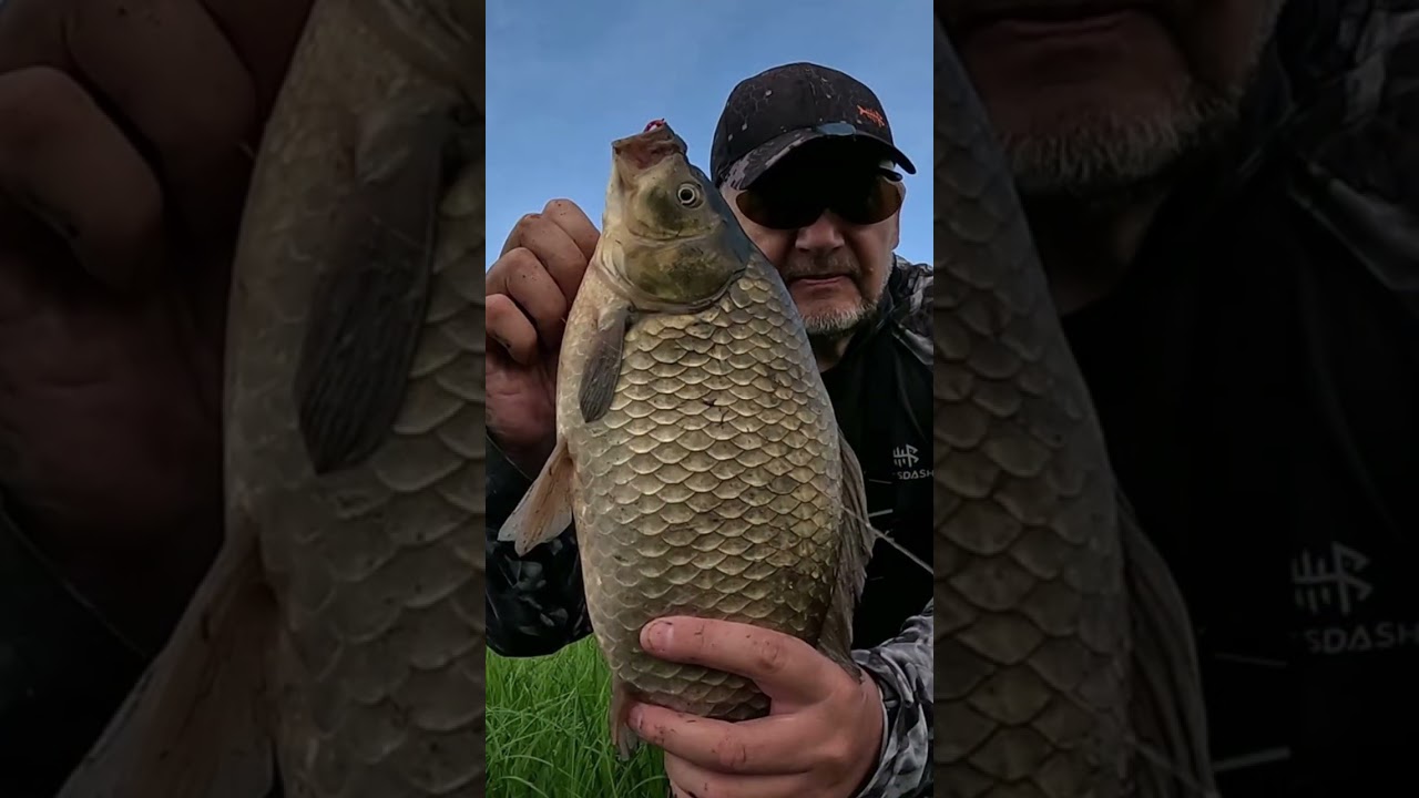 Как поймать крупного карася