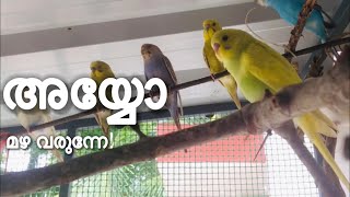 Budgies Care In Rainy Season | Love Birds | Malayalam
