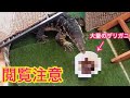 テン君(オオトカゲ)に大量のUSAザリガニを与えてみた