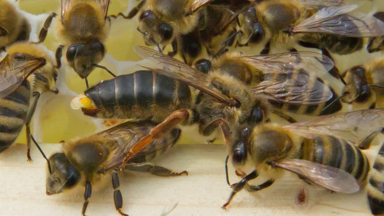 Insel Belegstelle Peschetz Sylt
