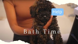 VISUAL DIARY  Miniature Poodle's first Bath