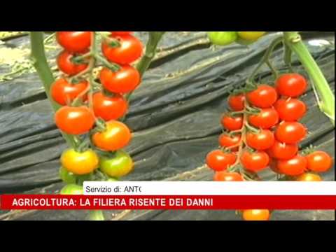 Video: Agrotecnologia Delle Zucchine In Zone Agricole A Rischio