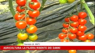 Virosi, a rischio pomodori e zucchine   Agricoltura, la filiera risente dei danni