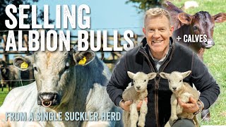 Selling Albion Bulls from a Single Suckler Herd  Adam Henson's Farm Diaries EP9