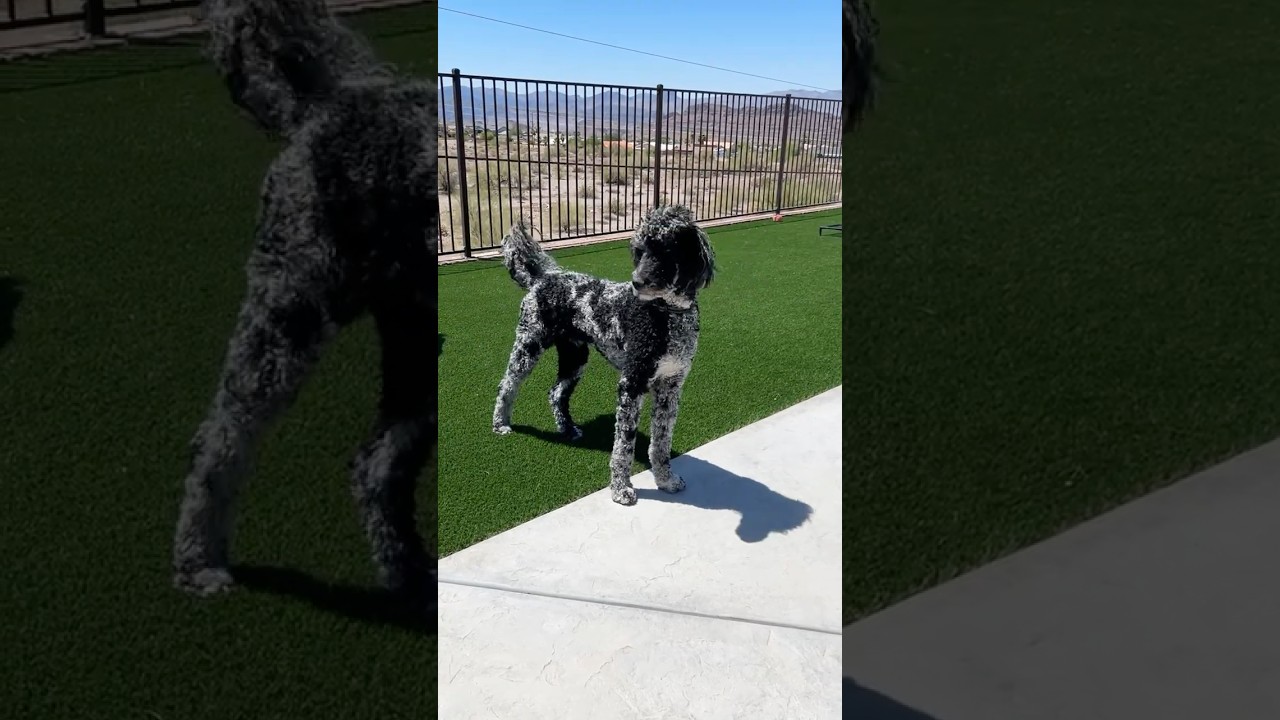 Standard Poodle Just Living His Best Life ☀️🐩 #shorts