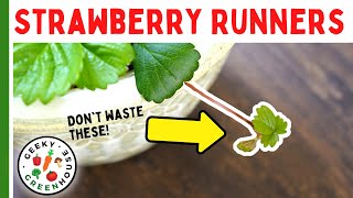 Don't Waste Your Strawberry Runners!