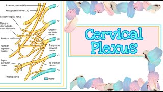 Cervicle Plexus | How to Draw and Learn Cervicle Plexus | Branches | Easy To Understand | Anatomy