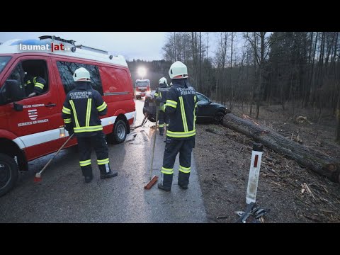 Umgestürzter Baum bei