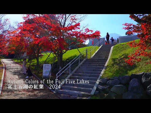My hometown, famous autumn foliage spot of Fuji Five Lakes!