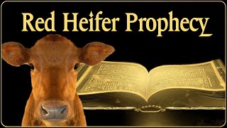 The Red Heifer