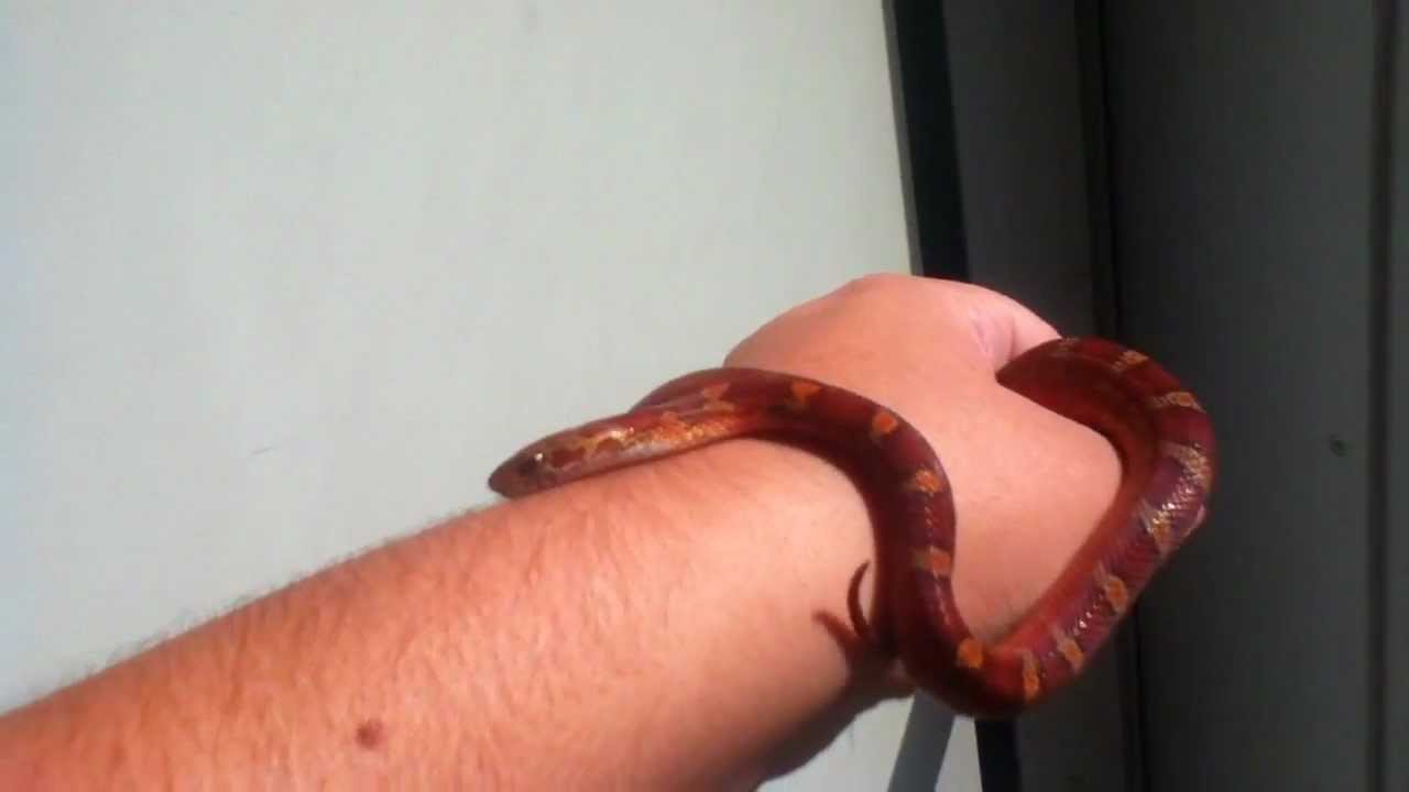 elaphe quatuorlineata Rougale Harpy Update 1