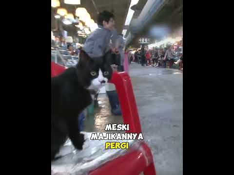 Kucing Pekerja Penjaga