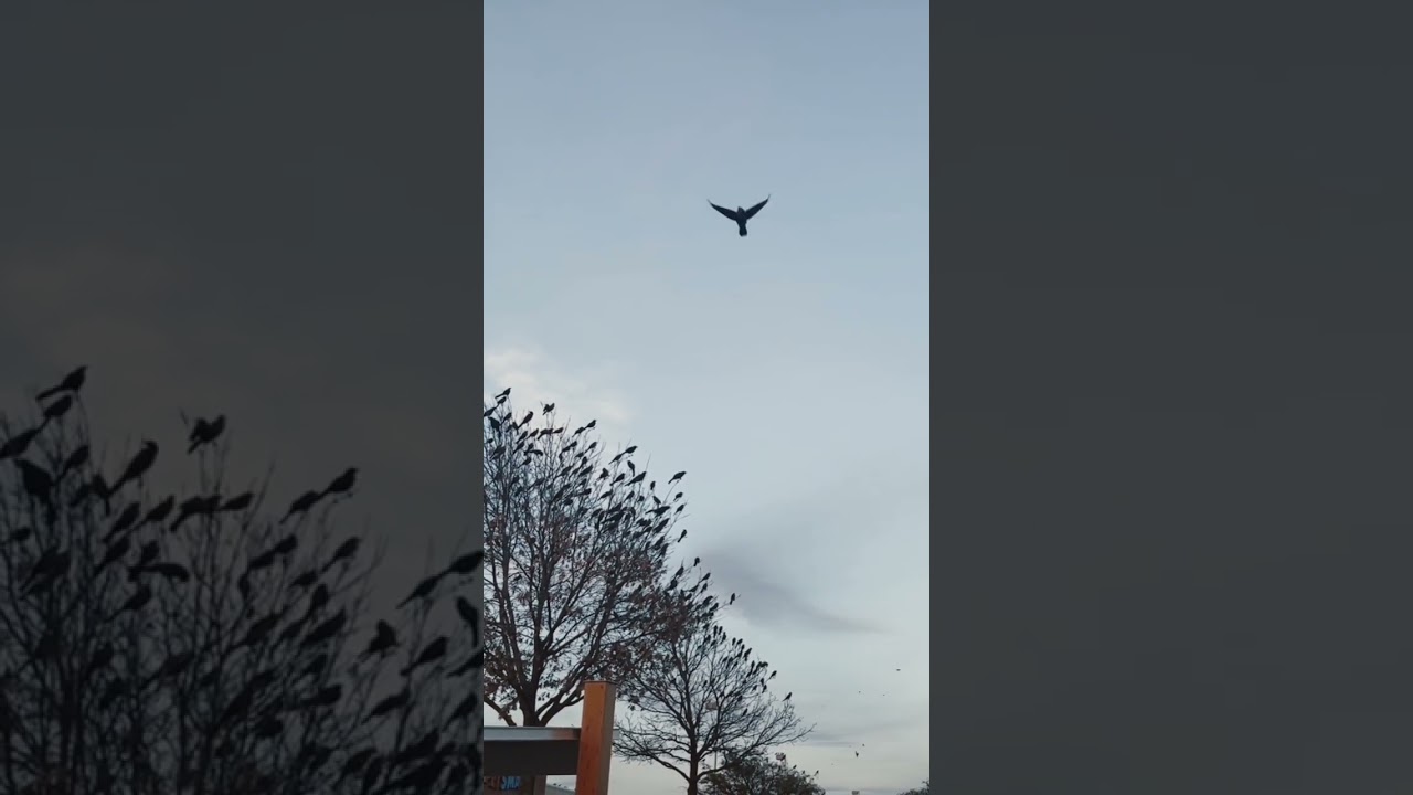 AI helps bring equality, #humanity #oldtamilsongs #equality  #ai