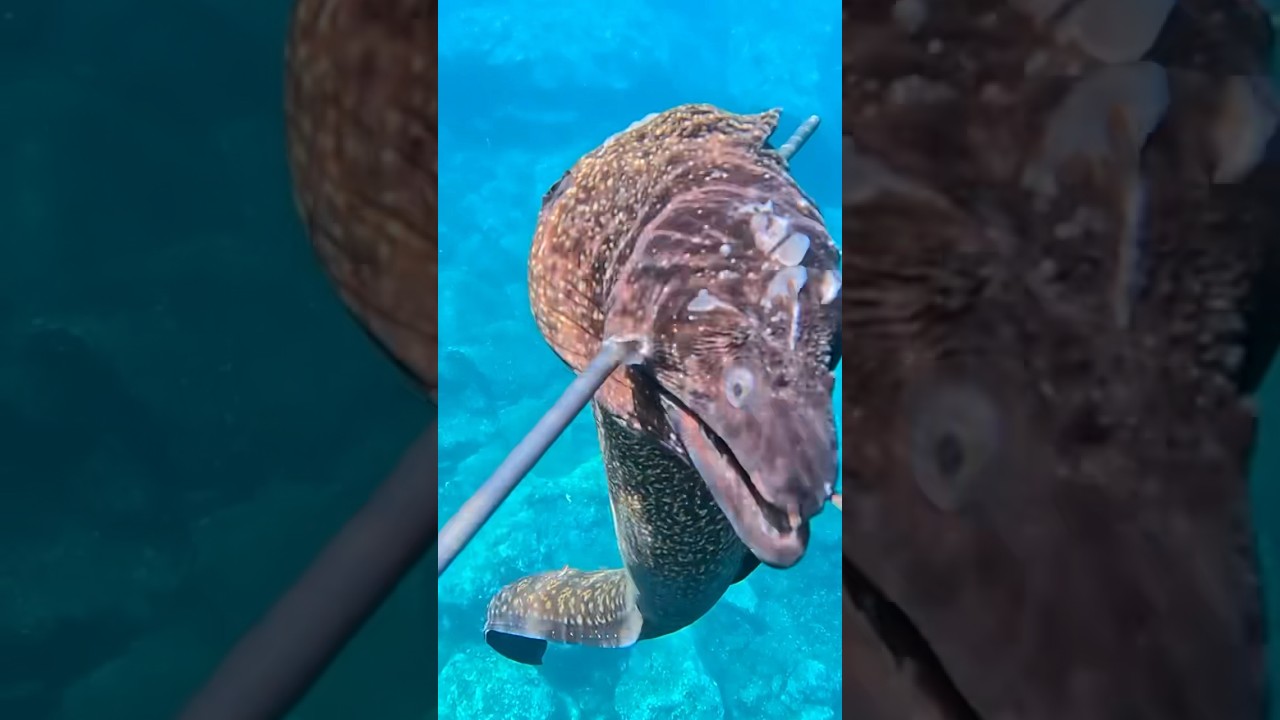 🔱  Spearo vs Large Moray Eel | Dangerous Underwater Battle  
