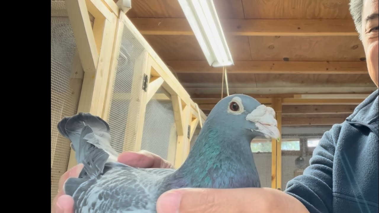 Bought some pigeons from Ado (Ado Family Loft AFL) ORNATS