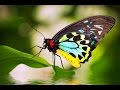Beautiful Butterflies - relaxing music and nature sounds