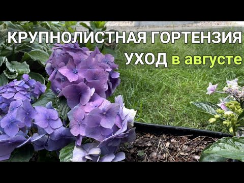 Почему СОХНУТ листья у ГОРТЕНЗИЙ 🌺 | ГОРТЕНЗИЯ ЛЕТОМ: УХОД, обработки 🌺 | Крупнолистная гортензия