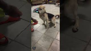 BCSO: Bondable Pup Riku