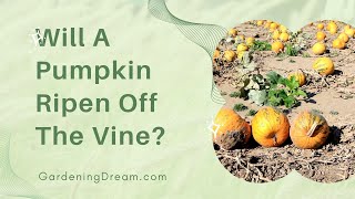 Will A Pumpkin Ripen Off The Vine