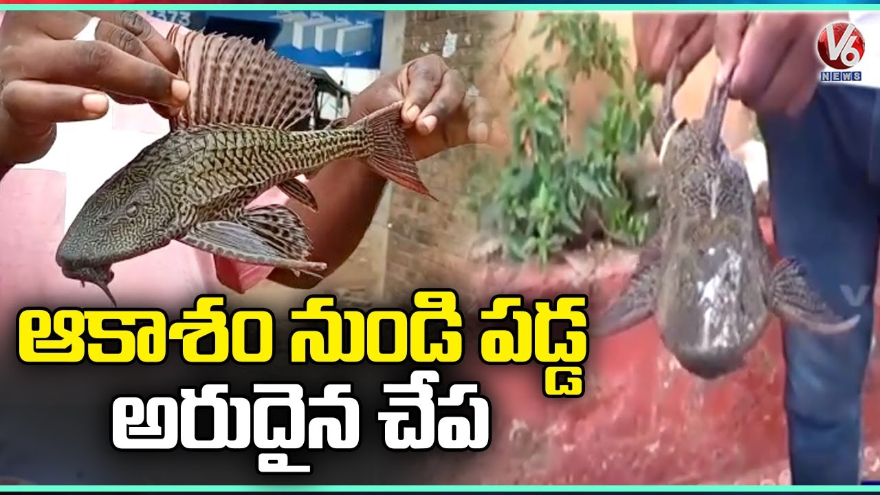 Devil Fish Spotted In Ramanthapur Hyderabad V6 News YouTube Devil Fish Spotted In Ramanthapur Hyderabad V6 News YouTube