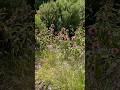 Take a look inside the Clovis Botanical Garden's new visitors center Mp3 Song