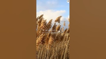 📖 الَّذِينَ صَبَرُوا وَعَلَى رَبِّهِمْ يَتَوَكَّلُونَ | تلاوة خاشعة تهز القلوب|القارئ عبدالرحمن مسعد