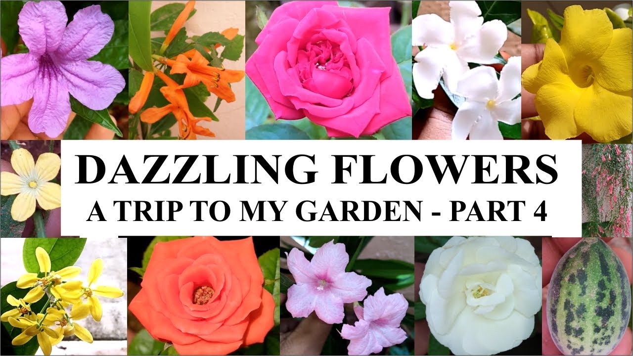 Dazzling flowers | A trip to my garden | Part 4