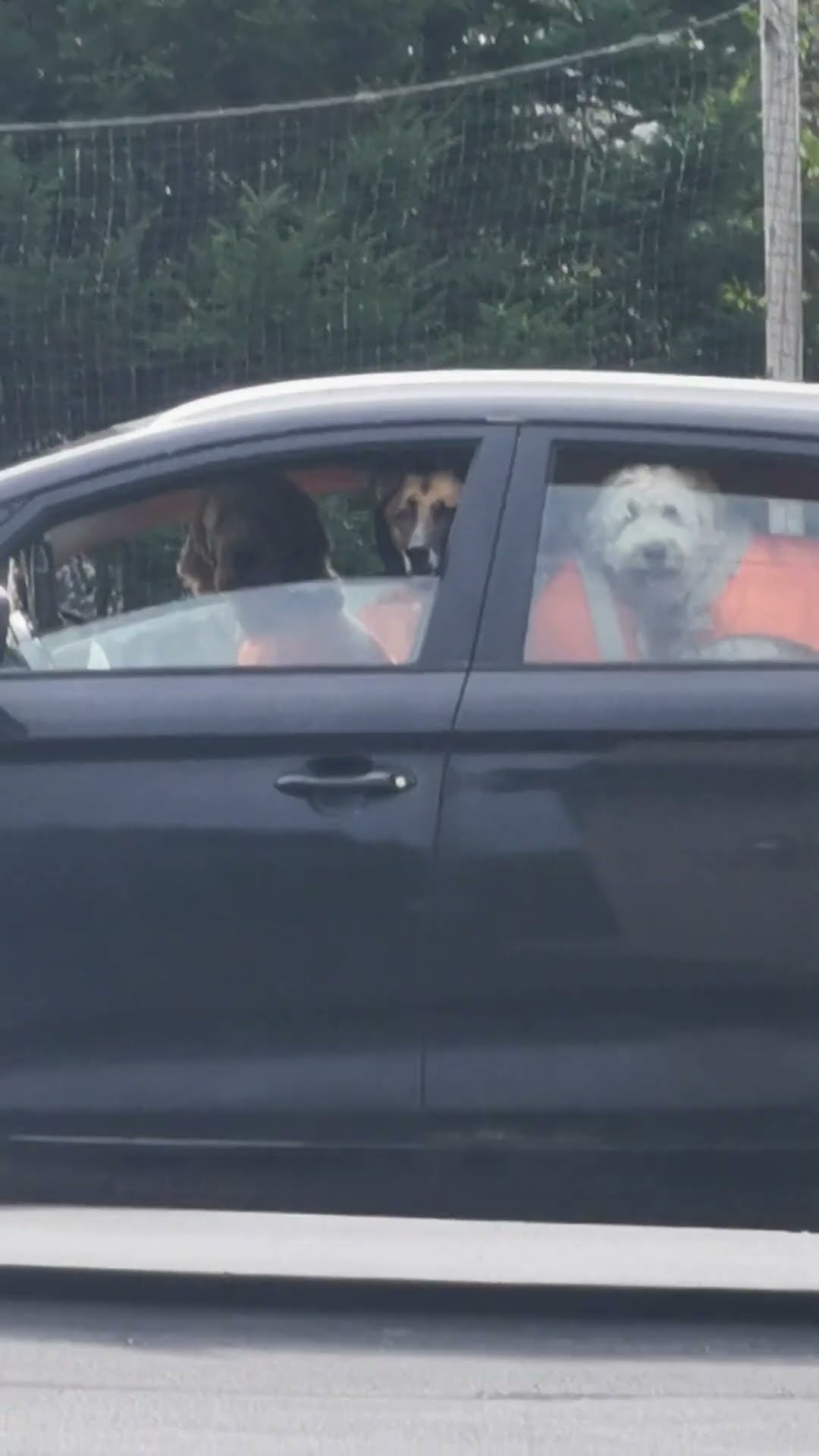 Waiting Dogs Look Like Window Stickers || ViralHog