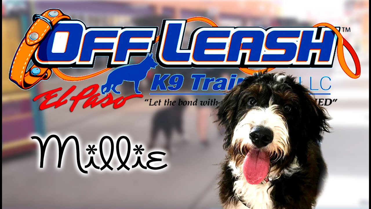 7mo Bernedoodle, Millie Best Dog Trainer El Paso, TX