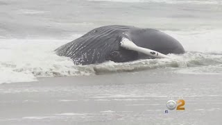 Dead Whale Washes Ashore On Rockaway Beach