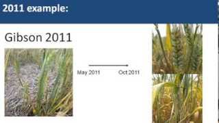 GRDC Crop Updates 28-29 February 2012, Western Region, Perth WA. Geoff Thomas & Kith Jayasena