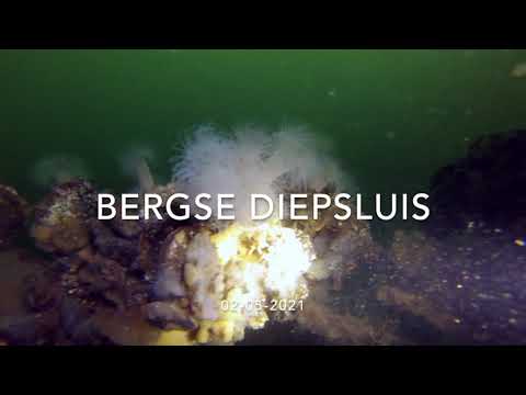Bergse Diepsluis (Tholen) pijlinktvissen 02-05-2021