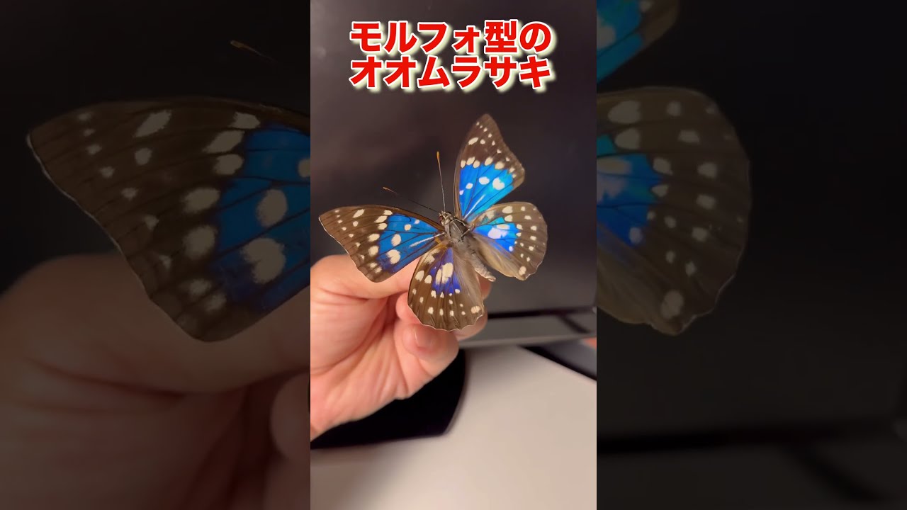 モルフォオオムラサキ（1オス・飼育品/滋賀産） ☆ 蝶 標本 滋賀県鈴鹿山地産 モルフォオオムラサキ♂ 飼育品☆