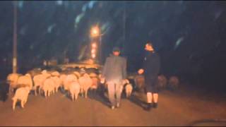 KEROSIN- пробка из овец после концерта в Белгородской области