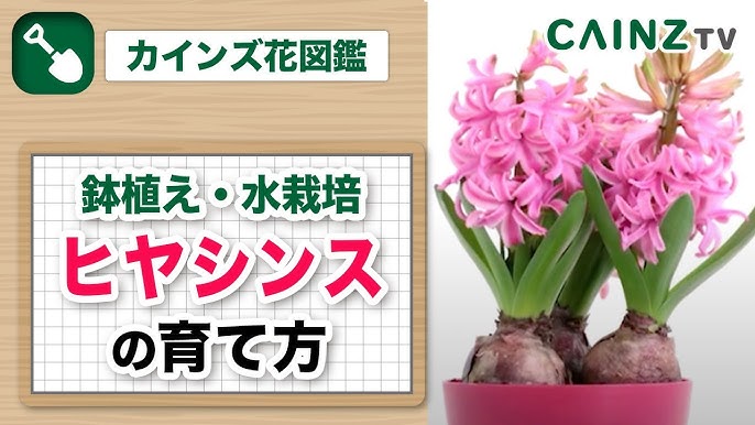 枝豆の育て方 エダマメ栽培 高タンパクでヘルシー Youtube