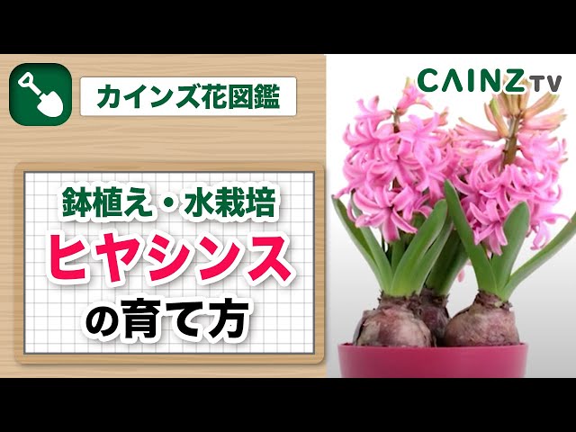 ヒヤシンスの育て方 ｜鉢植えと水栽培【カインズ花図鑑】 - YouTube